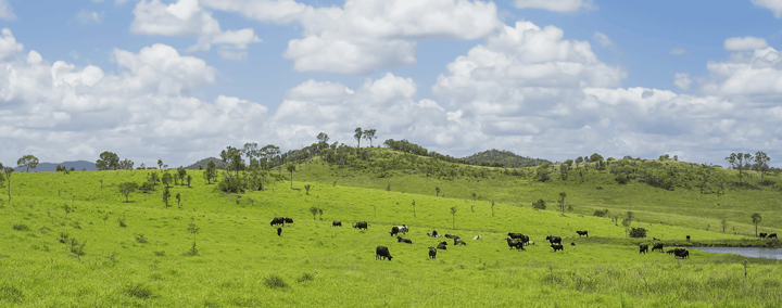 Kilcoy Pure | Hormone Free Beef - Kilcoy Global Food